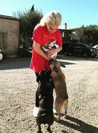 At the time she offered the reward, the dogs were presumably still in the possession of the criminals who had stolen them. Woman Who Returned Lady Gaga S Dogs Has Not Been Paid Reward Because Cops Haven T Cleared Her Daily Mail Online