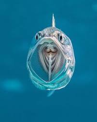Striped Mackerel Are Filter Feeders Opening Their Cavernous Mouths As They Swim And Sieving Zooplank Beautiful Sea Creatures Deep Sea Creatures Ocean Creatures