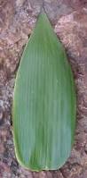 Image result for Olyra latifolia