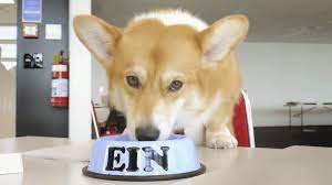 実写版 カウボーイビバップ の制作がスタート ウェルシュコーギーのアインはcgではなく本物の犬が担当 cowboy bebop movie cowboy bebop netflix