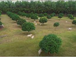 The past few days have been busy for new kapuso bea alonzo since officially signing with gma on thursday, july 1. In Photos Bea Alonzo S 16 Hectare Farm In Zambales Gma Entertainment