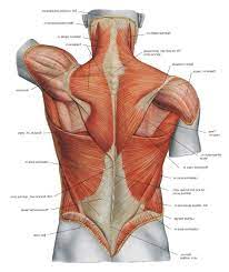 Most of the time, back muscle pain is diagnosed then treated with little more than a prescription of rest, painkillers and muscle relaxants. Back Anatomy Muscles Anatomy Drawing Diagram