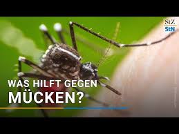 Wo Verstecken Sich Mucken Im Zimmer