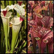 Image result for Rhynchosia zernyi