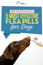 Top 6 Best Flea Pills For Dogs Flea Medicine For Dogs Dog Allergies Kill Fleas On Dogs