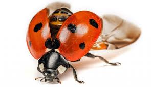 We did not find results for: Buglife Help Buglife Save The Planet