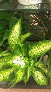 Diffenbachia Dumb Cane Plant Nature Plants Water Plants