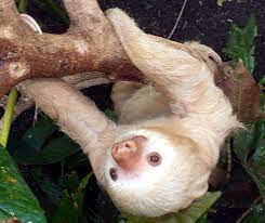 Albino Sloth Weisses Fell