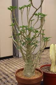 Image result for Dorstenia dinklagei