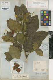 Image result for Senna macranthera