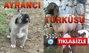 Karaman Ayranci Turkusu Izle 2020 Izleme Sarkilar Haber