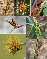 Image result for Rhynchospora brevirostris