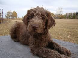 Labradoodles Vs Goldendoodles Dreamydoodles Northwest Labradoodle Puppy Labradoodle Dogs Labradoodle