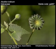 Image result for Abutilon indicum