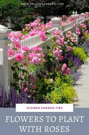 Companion plants are plants that interact well when planted in close proximity. Companion Plants For Roses Kellogg Garden Organics