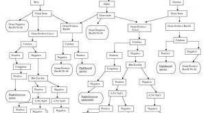 Dichotomous Flow Chart Microbiology Www Bedowntowndaytona Com