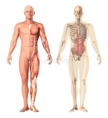 Unit three — abdominal organs, pelvis & lower limb. Medical Illustration Of A Human Anatomy Transparency View The Skeleton Muscles Internal Organs Showing Separate Parts Stock Illustration Illustration Of Medical Brain 85967685