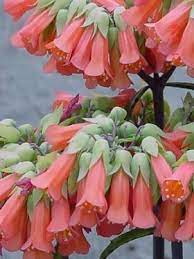 Maybe you would like to learn more about one of these? Summer Sale Lucky Bells Kamerplanten Planten Bloemen
