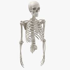 If this be examined with a rather low power the bone will be seen to be mapped out into a number of circular districts each consisting of a central hole surrounded by a number of. Real Human Rib Cage Spine Male Skull Calvicle Scapula And Arms Bones Anatomy White 01 3d Modell Turbosquid 1657193