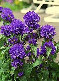 Pin On Gardening