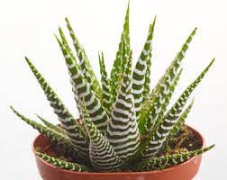 During the summer months they will need to be watered more often than during the winter months, since a lot of water is stored within the leaves of the plant. Pin On Suculentas