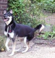 Husky/schäferhund mix in liebe hände abzugeben. Husky Mix Kaufen Verkaufen