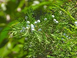 Image result for Cupressus funebris