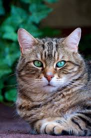  Https Www Facebook Com Dougmarkproductions Foto Kucing Lucu Kucing Kucing Lucu