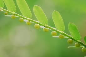 Image result for Phyllanthus muellerianus