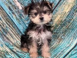 We did not find results for: Morkie Puppies Petland Bradenton
