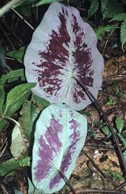 Image result for Chlorophytum stenopetalum