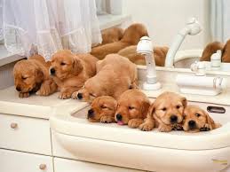 Baby Dogs Hayvanlar Sevimli Kopek Yavrulari Kopek