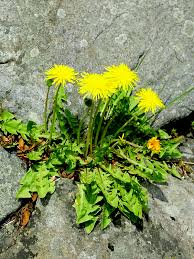 カントウタンポポ 植物検索 撮れたてドットコム