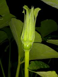 As a first time pumpkin planter, i discovered the plant has separate male and female flowers. A Single Pumpkin Flower Has Both Male Female Organs 410852 Ask Extension