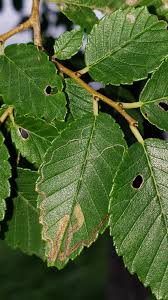 Image result for Stigmella ulmariae