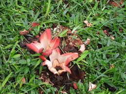 Image result for Eulophia hirschbergii