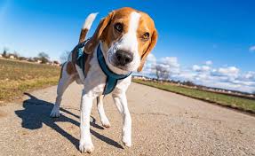 Search best dog names for your female beagle. Beagle Names 285 Perfect Ideas For Your Pup My Dog S Name