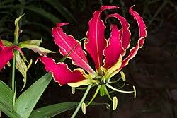 Image result for Gloriosa superba