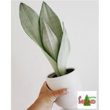 Demikian, tanaman lidah mertua, sansevieria deskripsi dan jenisnya. Tanaman Hias Sansevieria Moonshine Shopee Indonesia