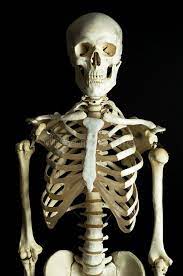 Pin On Skeletons