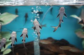 Pin On Exotic Fish