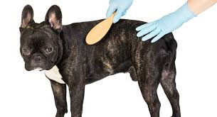 French bulldogs also are more vocal when it comes to things like protecting you or your house but a english bulldog is much thicker and wider in size where as a french bulldog is smaller. Do French Bulldogs Shed Will Your New Pup Make A Mess