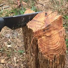 Fatwood Pine Lighter Lighter Pine Heaven Found At 4directionsbushcraft Com Fatwood Bushcraft Wood