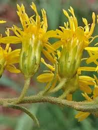 Image result for Sophora velutina