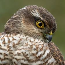 Profile for EyeContact Photography