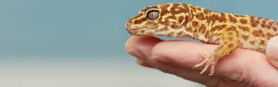 High to low nearest first. Free Health Checks For Exotic Pets Joel Veterinary Clinic