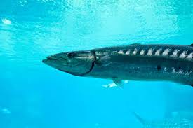 Top 10 Fastest Animals In Water The Mysterious World
