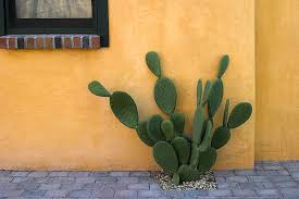 Almost files can be used for commercial. Mexican Cactus Wall Art Fine Art America