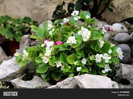 Få et 15.000 reserve vertical video. Begonia Plant Light Image Photo Free Trial Bigstock