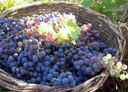 Looking for online definition of pais or what pais stands for? Chile Winemakers Revive Fortunes Of Forgotten Pais Grape Decanter